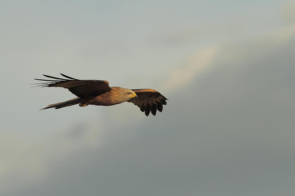 El vuelo hacia el dormidero